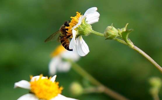 Bee on a flower